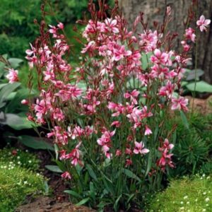 Gaura Lindheimeri Rose Prachtkaars