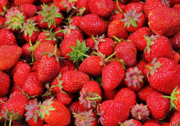 Zware Ostara Aardbeien A++ Doordrager